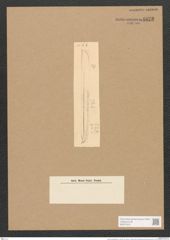 Nitzschia weissflogii Grun. (de-Toni-Nr.: Genus 47, Species 2061) Zeichnungen Sammlung Grunow Nr. 4072 (NHMW-BOT-W0371912)